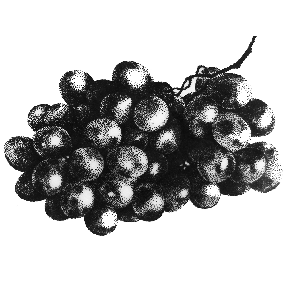 Grapes 1967